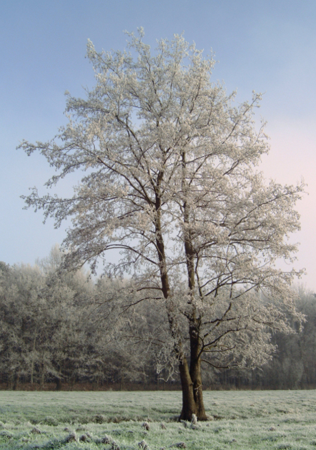 Frozen Tree