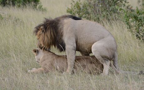 leeuwen masai mara