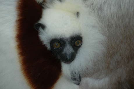 LEMURJONG