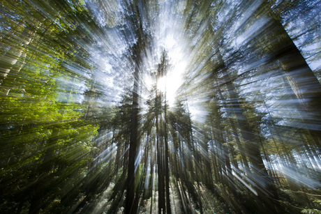 Rays of licht