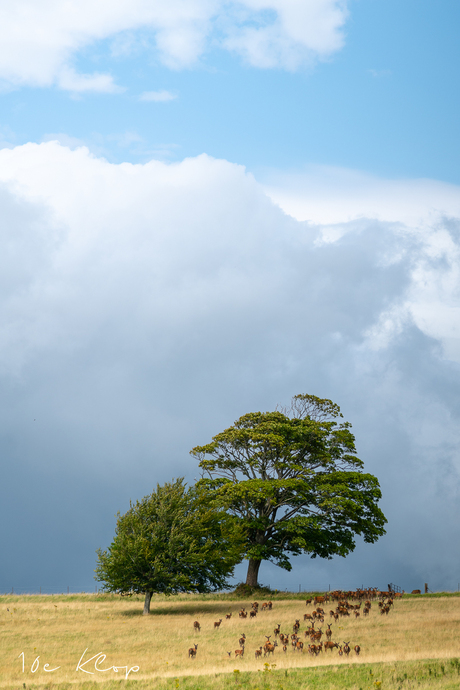 Ierland - Killarney nationaal Park