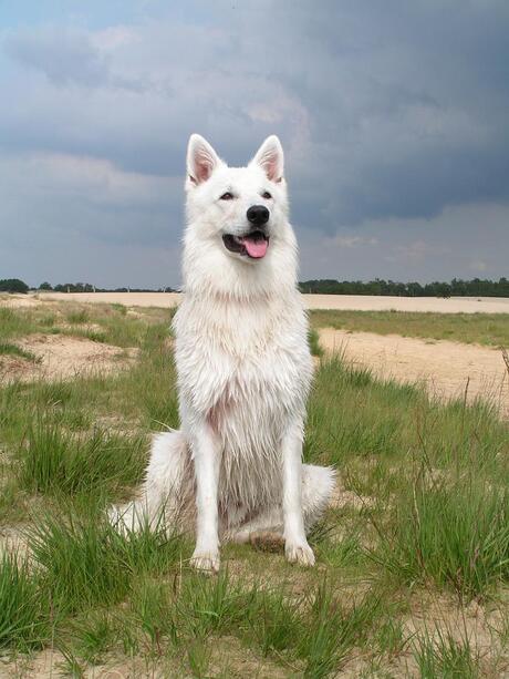 Gian in duinen