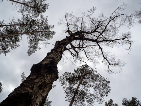 Veluwe 6