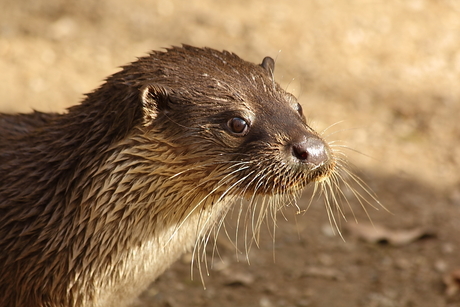 Otter