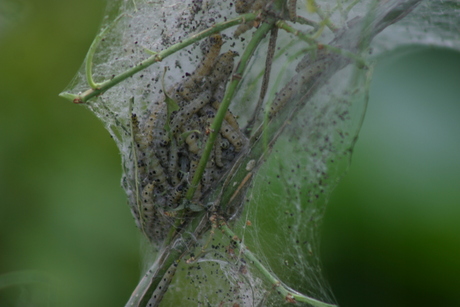 Rupsen in de tuin