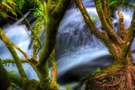 Waterfall tree