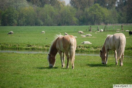 Paarden