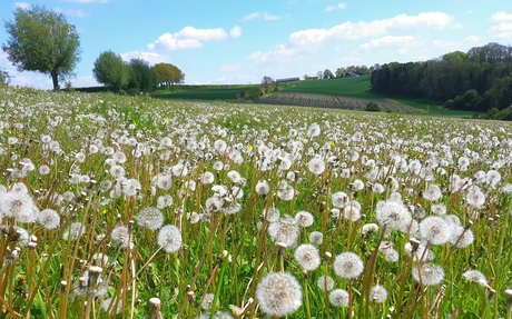 Paardenbloemen uitgebloeid