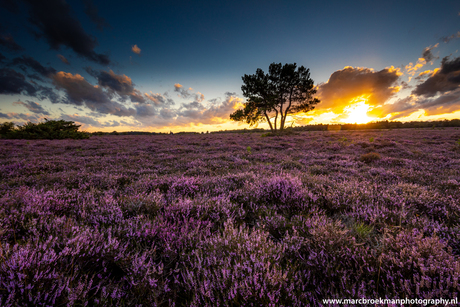 Laren Heide