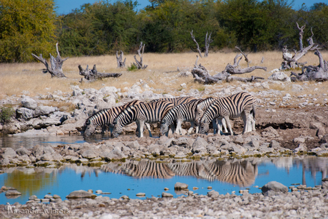 Groep drinkende Zebra's