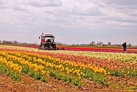 Tulpenveld