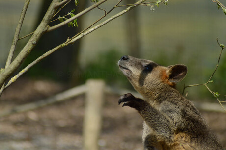 Moeraswallaby, Aqua Zoo Leeuwarden