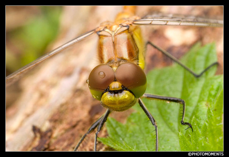 Steenrode heidelibel