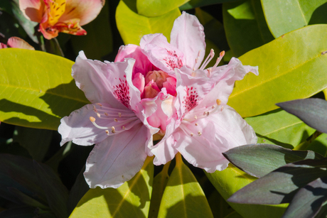 Rhodondendron