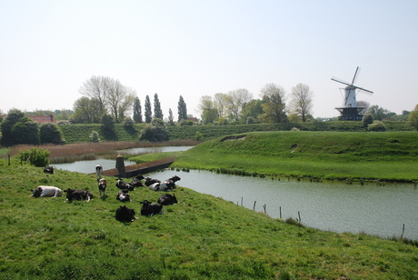 Molen en koeien in Veere