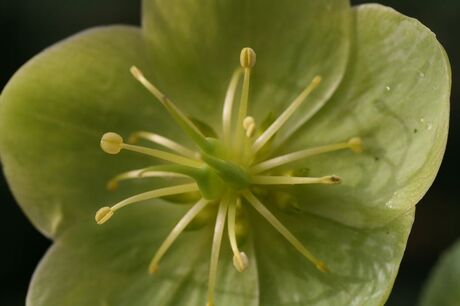 Helleborus