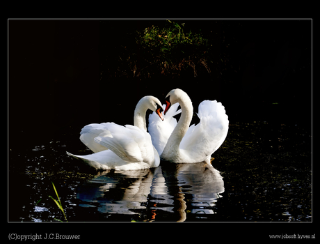 Samen onder de mistletoe