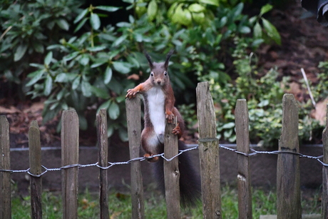Eekhoorn poseert voor de foto