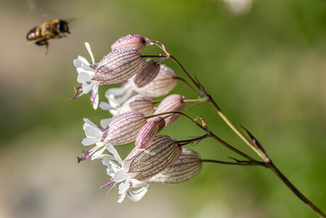 Bloemen en insecten in de Dolomieten