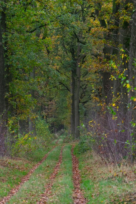 Ergens in het bos.