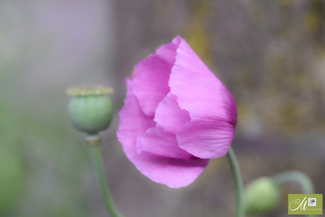 Pretty in Pink