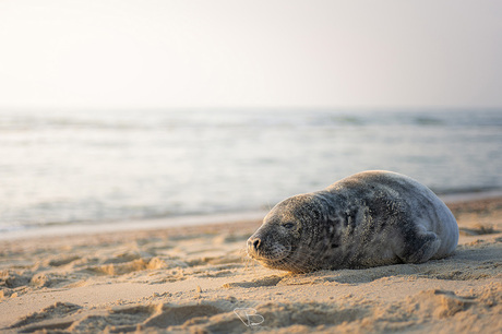 Zeehond aan het strand