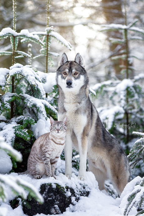 Boo & Olaf in Winterwonderland