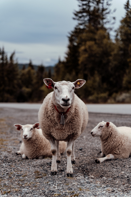 Sheeps Norway 