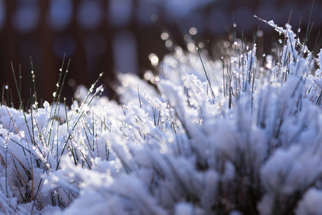 Als de zon de sneeuw streelt