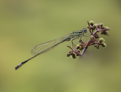 Verslavend die juffers