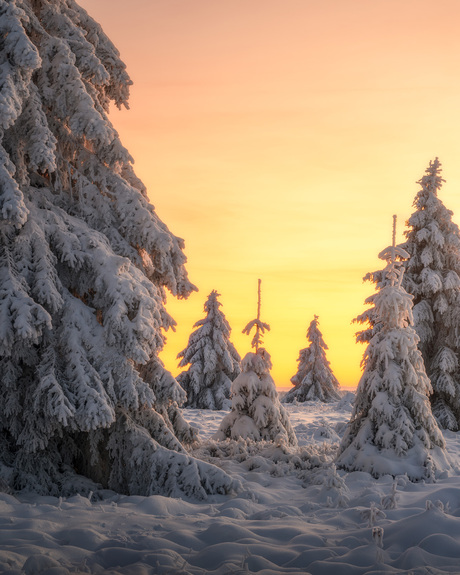 Belgisch Lapland - Hoge Venen