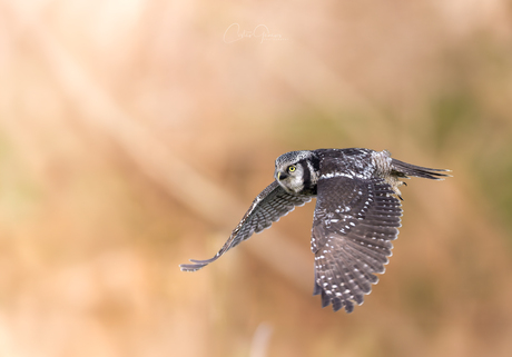 Northern hawk -owl - Sperweruil 