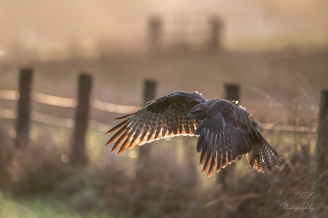 buizerd