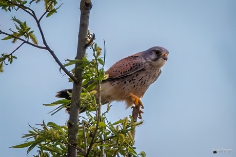 Torenvalk (Falco tinnunculus).