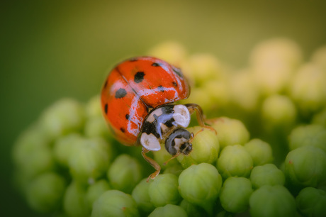 Ladybug