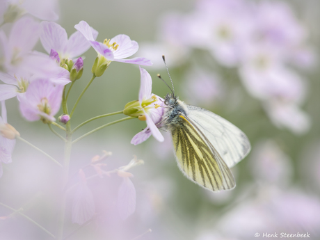 Geaderd witje op de pinksterbloem