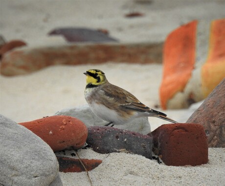 strandplezier !