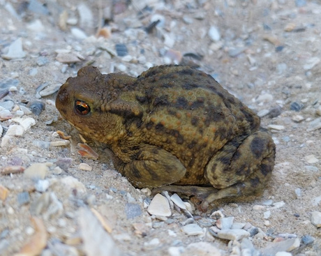 Bruine kikker in de Vlaggeduin. 
