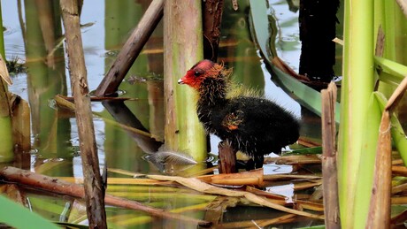 Jonge Meerkoet