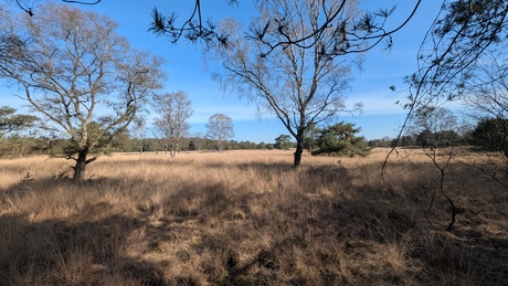 Op de Veluwe 