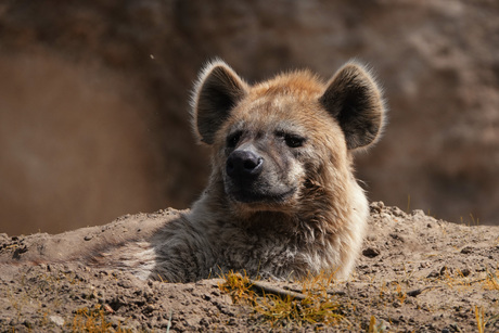 Hyena