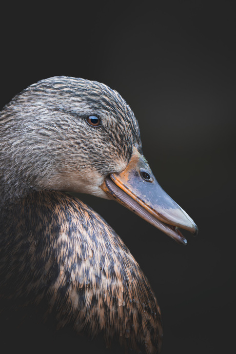 Portret van de wild eend