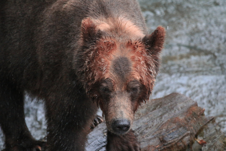 Grizzly (closeup)