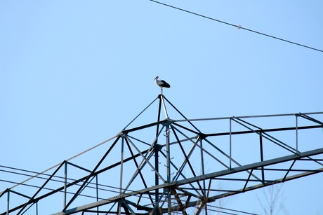Ooievaar op hoge hoogspanningsmast