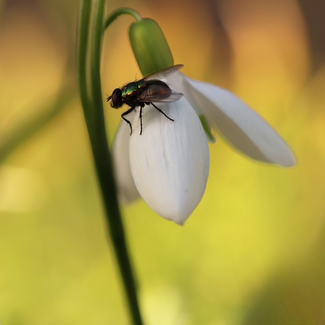 bijna Lente