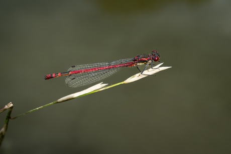 #summermacro