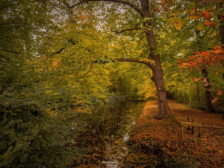 Goud en Gloed: Herfstreflectie in het Midwolderbos.