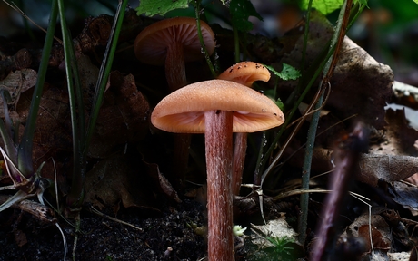 Fungi