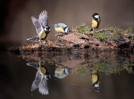 De drie mezen