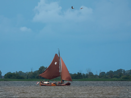 Skûtsje op het Sneekermeer bij Terherne.
